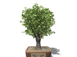 银杏树盆景C4D模型 Ginkgo