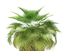 加州棕榈树California Palm Tree 3D Model 5.4m