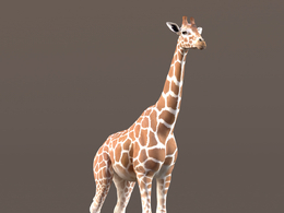 非洲动物长颈鹿c4d模型 Giraffe Animated – VFX Grace