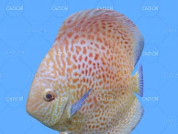 铁饼鱼C4D绑定动画模型 discus c4d model