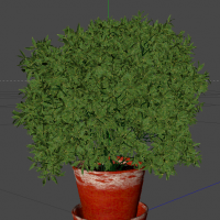 C4D绿色植物盆景模型 Plants Bonsai