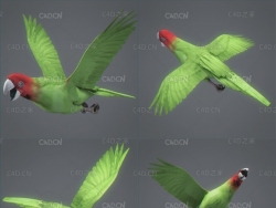 绿鹦鹉动画C4D模型 Parrot Wild