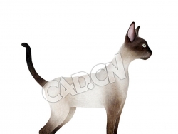 宠物猫暹罗猫C4D模型