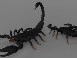 蝎子C4D模型 Scorpion 3d model