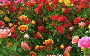 玫瑰花,月季花C4D模型合集 vrayc4d – HD Flowers vol.1 for Cinema4D