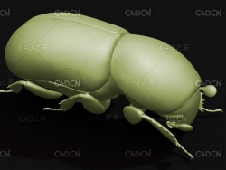 小蠹虫 昆虫甲虫C4D模型 Bark beetle