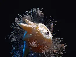 C4D实用工程第272季：满身长毛的科幻独眼生物浮动动画C4D工程文件 c4d project