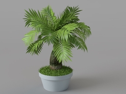 室内大型盆景植物C4D模型 Bonsai plants