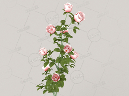 浅粉色月季花C4D模型Roses - Branch - 0.51 m