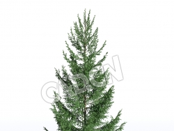 C4D欧洲云杉罗汉松景观松树模型 Picea abies 3d model