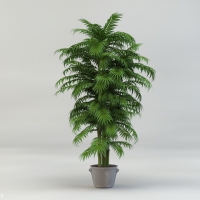 盆景植物C4D模型 Bonsai plants 3d model