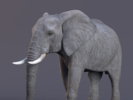 非洲大象c4d模型African Elephant Animated – VFX Grace