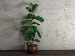 室内装饰植物 大叶植物盆景C4D模型 Potted plant with large leaves