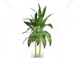 C4D富贵竹办公室客厅盆栽绿植模型