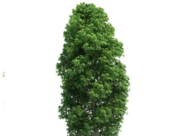 景观树 阔叶树 大树 椴树 宽叶椴树C4D模型 tilia platyphyllos