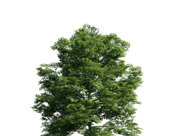 景观树木：千金榆三维模型plant-15