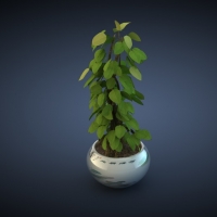 景观植物C4D模型 大叶植物 绿色盆景 Plant