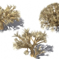 海底生物：3款海底珊瑚C4D模型 Xenia umbellata Pulsing Xenia