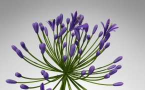 花卉3D模型 XfrogPlants – FLOWERS 2 3D花模型