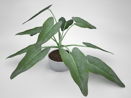 室内小盆景植物C4D模型 small plant