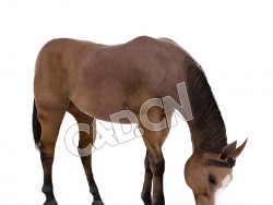 低头吃草的马棕色马C4D模型 horse