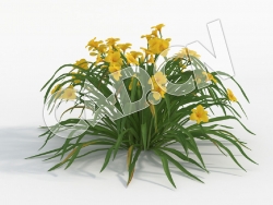 C4D小黄花菜萱草花卉模型 Hemerocallis_H