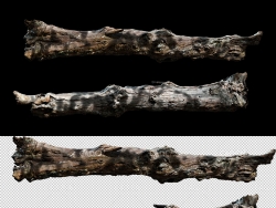 枯朽的松树树干C4D OCTANE模型 wood log