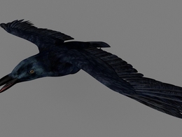 老鸹 乌鸦C4D模型 Raven 3d model