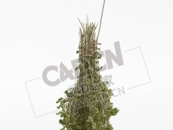 一捆欧芹荷兰芹植物C4D模型 parsley