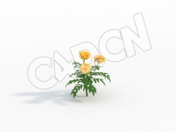 C4D单株万寿菊臭菊模型 Tagetes_A