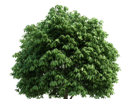 景观树 绿树 七叶树C4D模型 aesculus