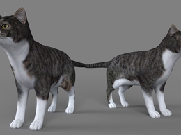 英国短毛猫C4D模型 British Shorthair cat 3d model