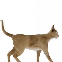 黄猫3D模型 Cats 3D models