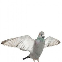 鸽子3D模型 Pigeons 3D models