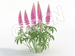 C4D多株开粉色花卉的鲁冰花模型 Lupinus_J