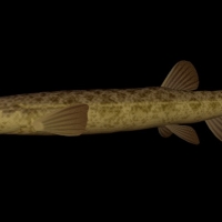 海洋鱼模型：泥鳅3D模型 Oriental weatherfish
