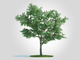 道路景观树 绿化树种 火炬树C4D模型 rhus typhina