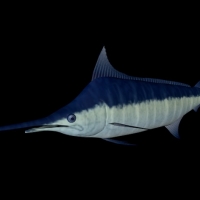 海洋鱼模型：蓝枪鱼3D模型 Blue Marlin