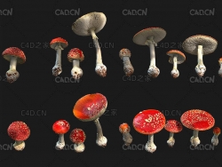 红蘑菇毒蝇鹅膏菌C4D模型 Amanita muscaria 3d model