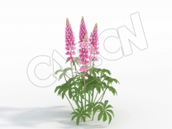 C4D多棵粉红色花卉鲁冰花模型 Lupinus_H