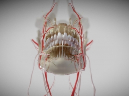 高精度人体医学下巴牙齿及血管神经三维解剖3D模型支持动画展示与多格式资源下载orofacial-anatomy-with-blood-and-nerve-supply