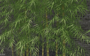 竹子、竹林C4D模型 Bamboo 3d model