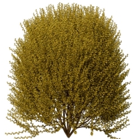 连翘（迎春花）C4D模型 Forsythia