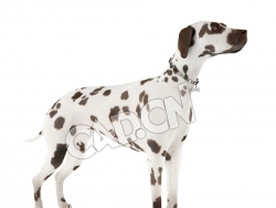 宠物狗大麦町犬斑点狗C4D模型