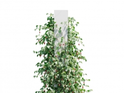 方柱爬藤植物灯笼扶桑C4D模型 Abutilon megapotamicum