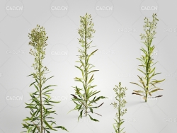 小蓬草小飞蓬加拿大蓬小白酒草蒿草C4D模型 Conyza 3d model