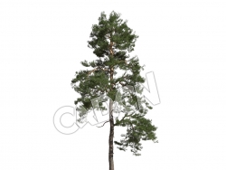 C4D樟子松松树欧洲赤松模型 Pinus syvestris 3d model