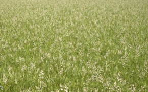 植物/粮食3D模型（草地、花草、小麦） R&D Group – iGrass Vol.1