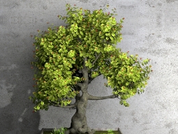 景观树盆景C4D模型 dwarf tree