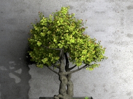 景观树盆景C4D模型 dwarf tree